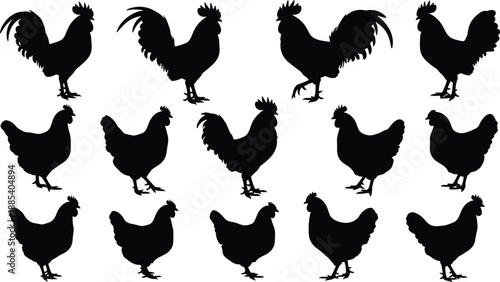 Rooster and chicken silhouettes collection showing farm poultry poses, black hen and cock vector illustration set, rural animal icons isolated on white background
