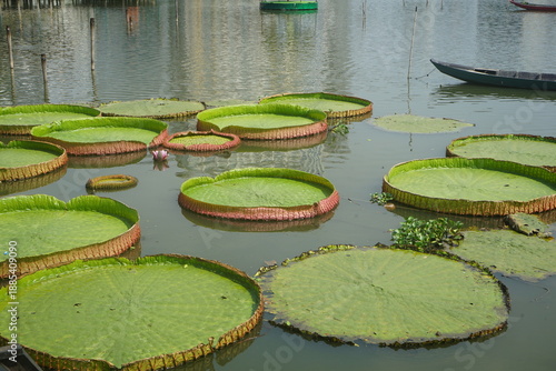 Wallpaper Mural lily pads Torontodigital.ca