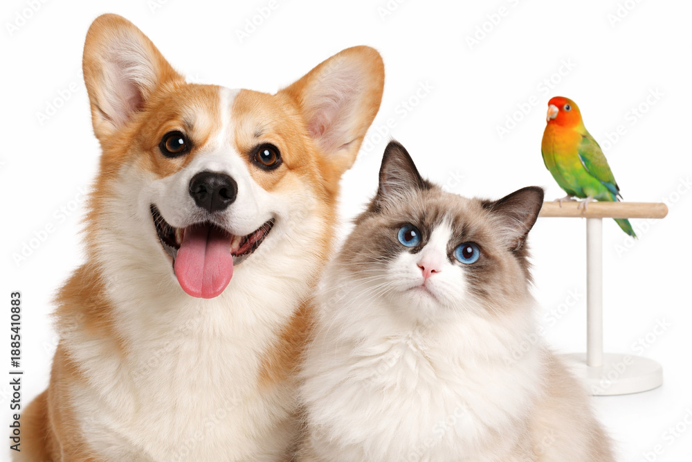Obraz premium Corgi dog with ragdoll cat and lovebird perched, cute pet trio isolated on white background pet shop concept