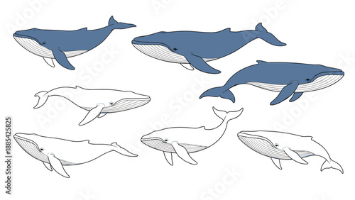 Comprehensive educational collection of seven whale illustrations with three blue colored and four outlined versions on white background.