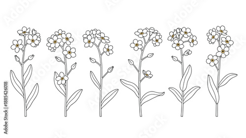 Elegant botanical illustration featuring six individual stems of forget-me-not flowers with delicate petals and green leaves.