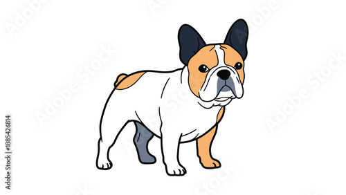 High-quality vector illustration of a standing french bulldog with white and tan markings isolated on a clean white background.