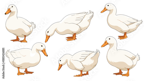Set of six white duck illustrations in various poses including standing and drinking, featuring bright orange beaks and feet.