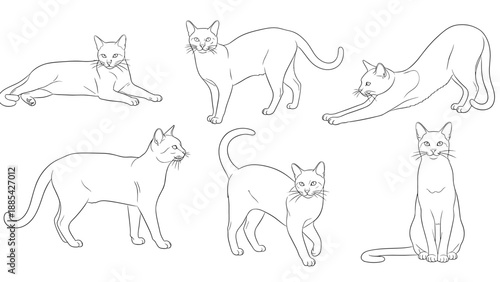 Series of six cat sketches in diverse natural poses including stretching, sitting, and walking illustrated in clean line art.