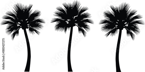 Three elegant black palm tree silhouettes standing tall against a pristine white background, perfect for tropical design elements and summer-themed projects.