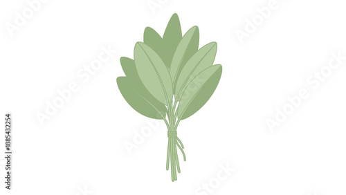 Illustration of a bundle of fresh green bay leaves isolated on white background.