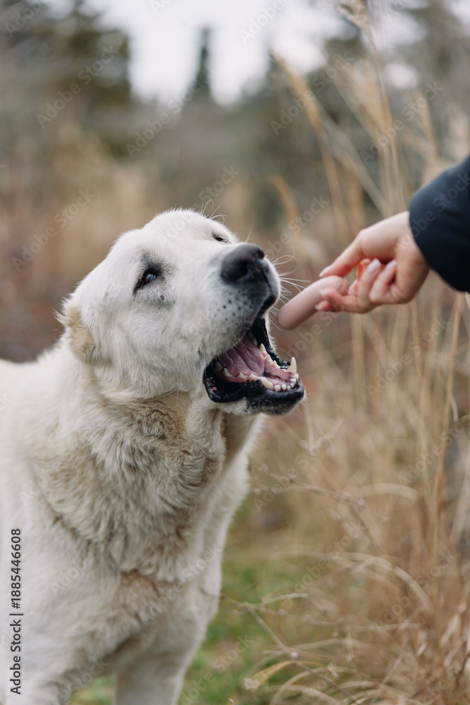 Fototapeta premium Dog, outdoor treat feeding in a field, hand offering snack to eager canine, closeup of mouth and smiling face amid grassy meadow and soft natural light, warm friendly moment
