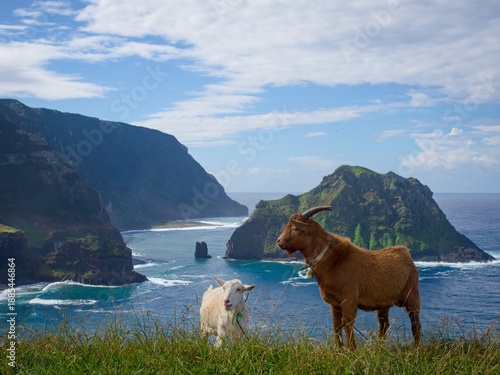 A pair of goats grazing on a wild ocean coast. Azores.