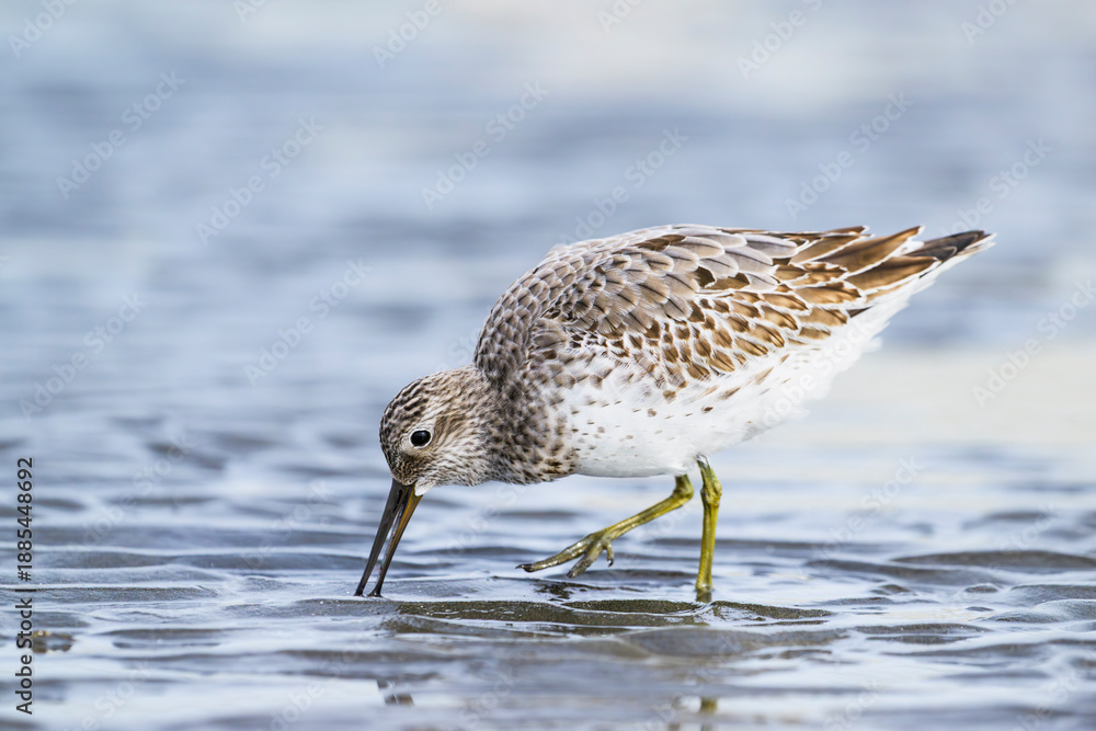 Obraz premium 採餌するオバシギの幼鳥