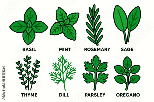 Bright flat garden herbs including basil mint rosemary sage thyme dill parsley and oregano for packaging.