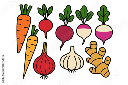 Bright flat vegetable roots like carrots radishes beets turnips parsnips onions garlic and ginger for packaging.