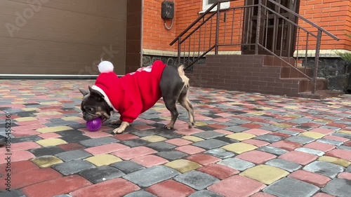 French bulldog wearing a Santa hat joyfully plays with a purple ball on a colorful driveway during a cheerful winter day.