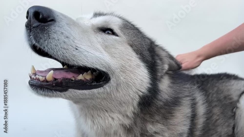 Sled dog smiles brightly while basking in the sun at the park, showcasing a friendly and playful nature that brings joy to everyone around.