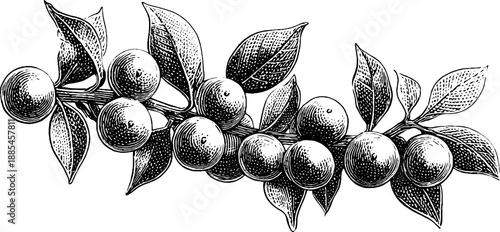 Allspice plant with berries vintage botanical engraving for historical prints