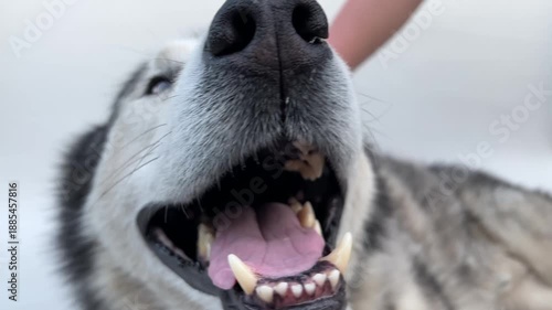 This friendly Siberian Husky shows its joy on a sunny day with a close-up of its smiling face and playful demeanor. A true moment of canine happiness captured.
