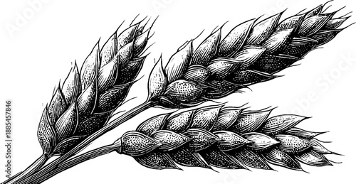 Vintage barley ears botanical sketch for retro design