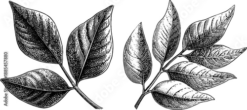 Vintage ash leaf botanical study illustration for design and print projects