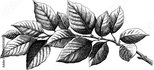 Vintage botanical engraving of beech tree branch with leaves - retro nature design