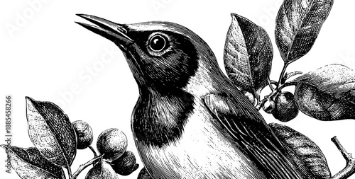 Detailed bird chest muscle anatomy with botanical elements in vintage 19th century engraving style