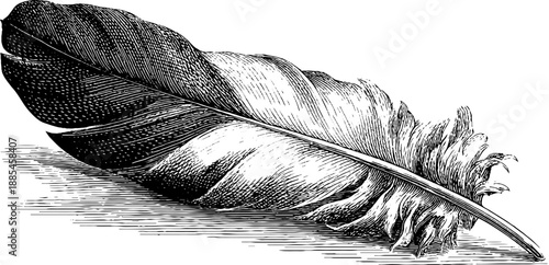 Detailed 19th century vintage botanical bird feather engraving for retro design