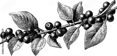 Black pepper vine with peppercorns vintage botanical design for prints and posters
