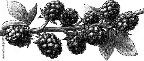 Vintage botanical illustration of blackberry branch with fruit clusters - perfect for retro design and nature-themed decor