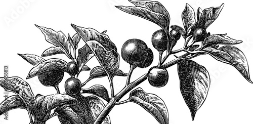 Vintage botanical chili pepper plant engraving for design and decor