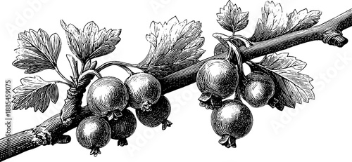Vintage botanical engraving of currant branch with berries - 19th century antique sketch for design