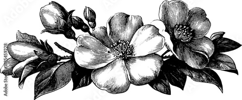 Vintage botanical engraving of decorative heraldic plaque for design and decoration