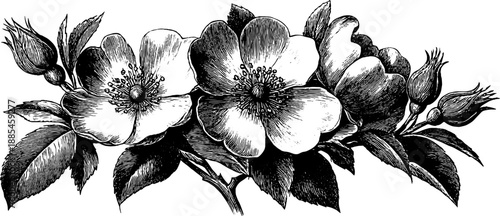 Vintage botanical engraving of decorative heraldic plaque design for cards and posters