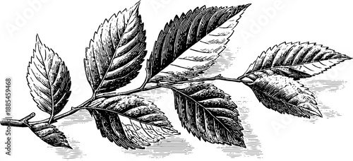 Vintage elm leaf botanical illustration - detailed hand-drawn engraving for nature-themed designs