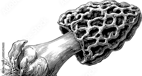 Vintage botanical engraving of false morel mushroom specimen for retro design