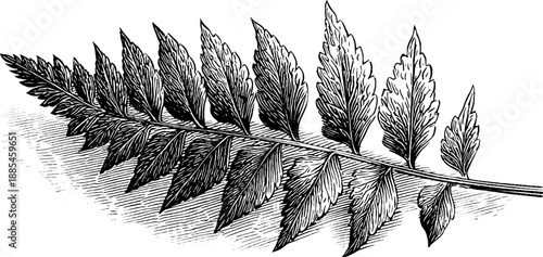 Vintage botanical engraving of fern frond leaf anatomy from 19th century