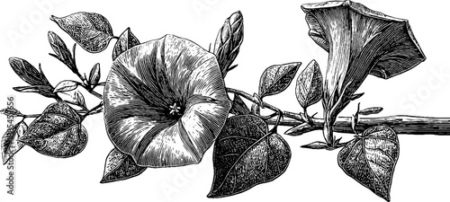 Vintage botanical illustration of field bindweed vine for botanical design and decor
