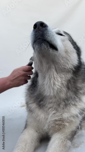 A cheerful husky is being lovingly petted and enjoys the attention, showing contentment in a cozy indoor setting.