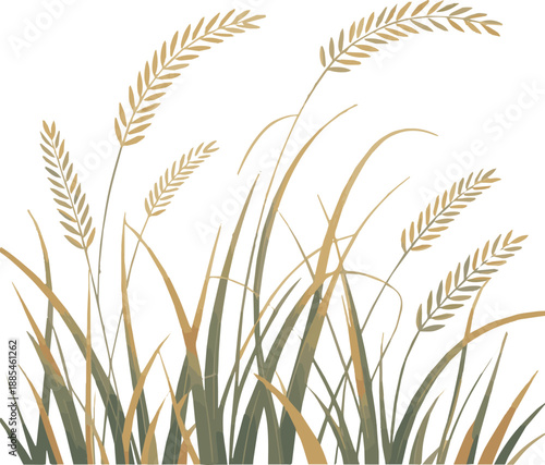 Create a Ornamental grass in sunlight vector art with white background.