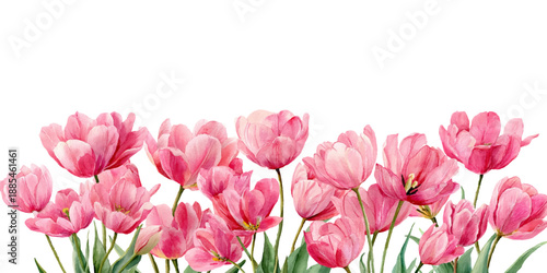 Delicate pink tulips in watercolor style, vintage floral pattern. Isolated flower illustration with realistic details, ideal for spring decorations and botanical artwork. Vector illustration.