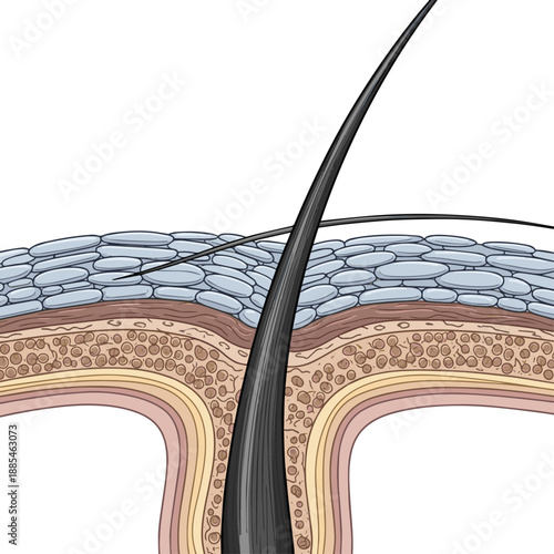 Create a realistic Close-up structure of healthy human hair - Human hairs under microscope vector art with white background..