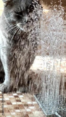 A gray cat basks in warm sunlight while delighting in a gentle spray of water. The playful interaction brings joy and refreshment to its afternoon.