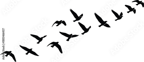  Silhouette of birds flying in formation across sky, peaceful nature scene, wildlife migration concept, minimalist vector for commercial use
