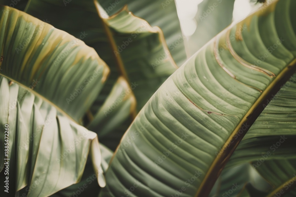 Naklejka premium Tropical leaves vegetation outdoors blossom.