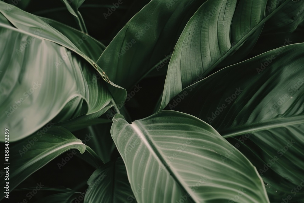 Fototapeta premium Tropical leaves vegetation blossom person.