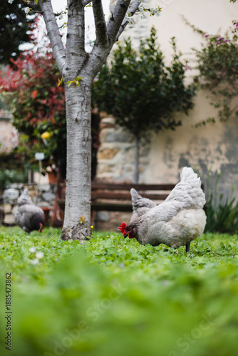 Grey purebred chickens graze near the chicken coop in the yard - poultry farming