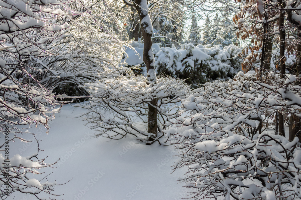 Fototapeta premium Snow-covered garden trees and bushes after snowfall on a sunny winter day