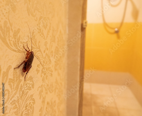 A cockroach, croton bug in hotel, crawling on the wall and floor. Malaysia