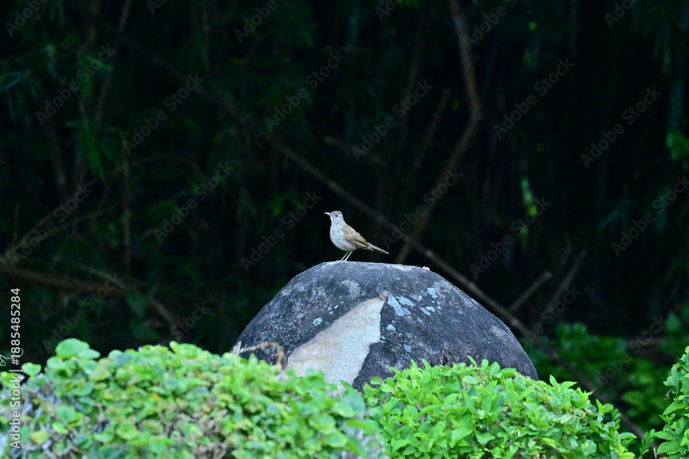Fototapeta premium passarinho 