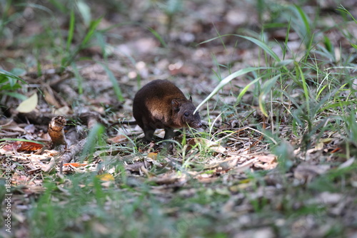musky rat-kangaroo (Hypsiprymnodon moschatus) Queensland, Australia
