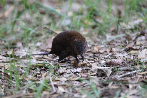 musky rat-kangaroo (Hypsiprymnodon moschatus) Queensland, Australia