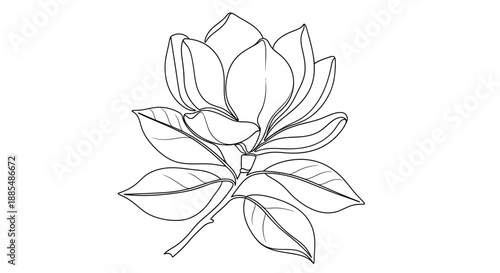 Magnolia Flower Sketch with Leaves.