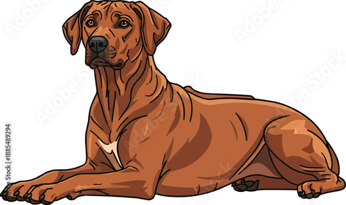 Rhodesian Ridgeback dog lying down relaxed attentive guard pose